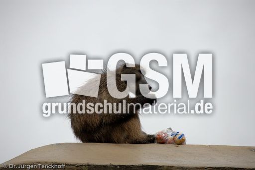 Tschakma Pavian (31 von 48).jpg